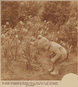 874278 Afbeelding van een jongetje dat narcissen 'bestudeert' in het Julianapark te Zuilen.